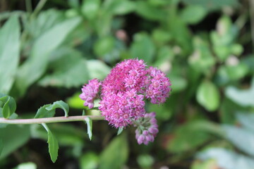 Belle fleur rose d'Asclepias incarnata