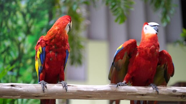 Parrot colorful macaw standing on a branch.
