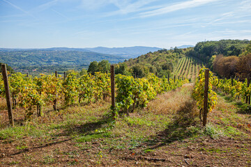 Fototapeta na wymiar Beautiful view of vineyard landscape on sunny autumn days. Green hills and valleys with blue sky and white clouds. Scenery of plantation of grape vines.