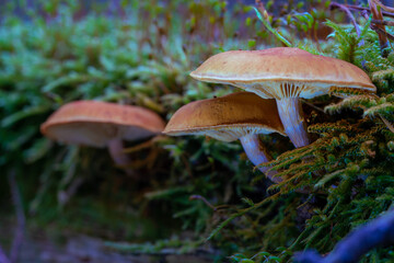 small mushrooms in a deciduous autumn forest