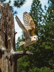 owl in flight