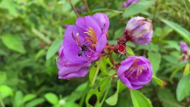 Stingless Bee on Melastoma malabathricum flower, collecting nectar and pollen