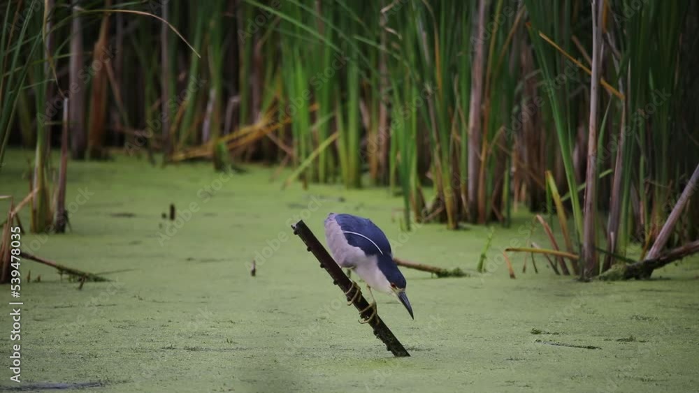 Wall mural A pair Crowned night herons (Nycticorax nycticorax) on the hunt 