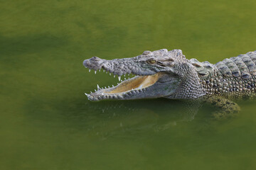Close up big head crocodile is show head in river - obrazy, fototapety, plakaty