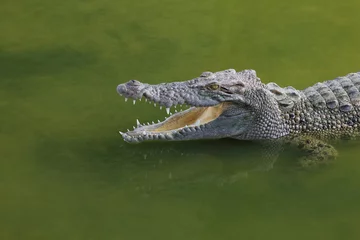 Foto auf Alu-Dibond Close up big head crocodile is show head in river © pumppump