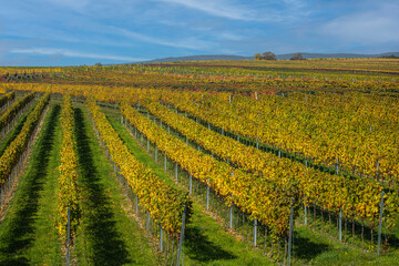 Fototapeta na wymiar colorful autumn vineyards landscape