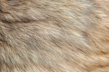Beautiful spotted fur close-up. Texture of brown animal wool. Dog fur.