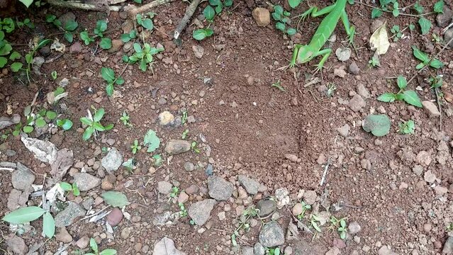 common garden green lizard digging the ground for laying eggs, calotes calotes