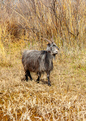 Goats in search of food roam the desert hot pasture. Moroccan goats climb trees to eat leaves. Sheep eat the remains of a watermelon.
