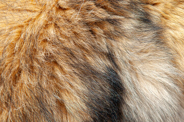Beautiful spotted fur close-up. Texture of brown animal wool. Dog fur.