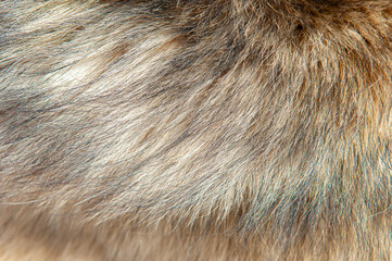 Beautiful spotted fur close-up. Texture of brown animal wool. Dog fur.