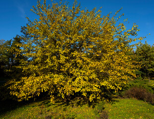Naklejka premium autumn tree. yellowed leaves on a tree