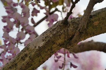 ピンクの藤の花の木の枝