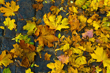 Colorful autumn leaves lie on the road. beautiful autumn background