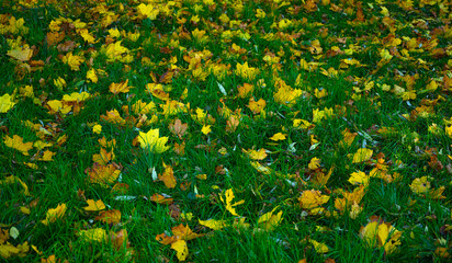 Yellow autumn foliage in green grass. Beautiful background