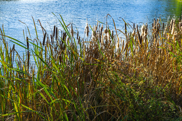 Reeds near the pond in the light of sunlight