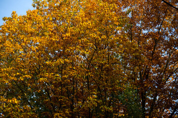 Fototapeta premium Forest thicket on an autumn day