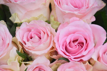 Close Up Of Roses Photographed From Above