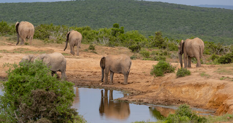 Naklejka na ściany i meble Elefanten Herde am Wasserloch in der Wildnis und Savannenlandschaft von Afrika