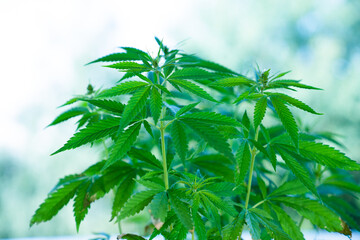 Medicinal hemp bushes in an industrial greenhouse. Commercial Growth Of Cannabis