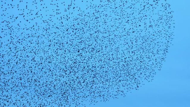 Large flock of birds flying in murmuration in the knight sky. 4K. 1
