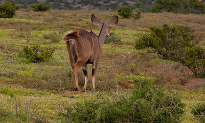 Großer Strepsiceros Kudu in der Wildnis und Savannenlandschaft von Afrika