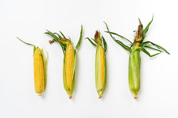 Corms isolated on white background. Top view. High resolution product