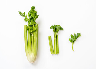 Celery isolated on white background