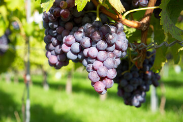 a bunch of purple grapes  in sunset rays on the background of a green vineyard