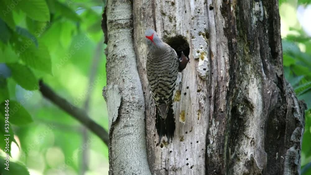 Poster The Northern flicker (Colaptes auratus) nesting in Wisconsin. North American bird.