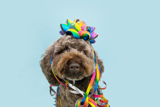 Poodle puppy dog celebrating birthday, carnival or anniversary with a rainblow lgtb ribbon and serpentines. Isolated on blue pastel background