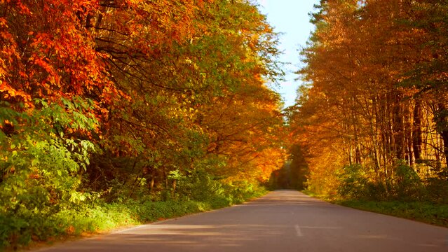 driving on the beautiful autumn with empty asphalt road among the yellow golden bright trees of the autumn forest. roadway with orange foliage and sunlight. Landscape through woodland