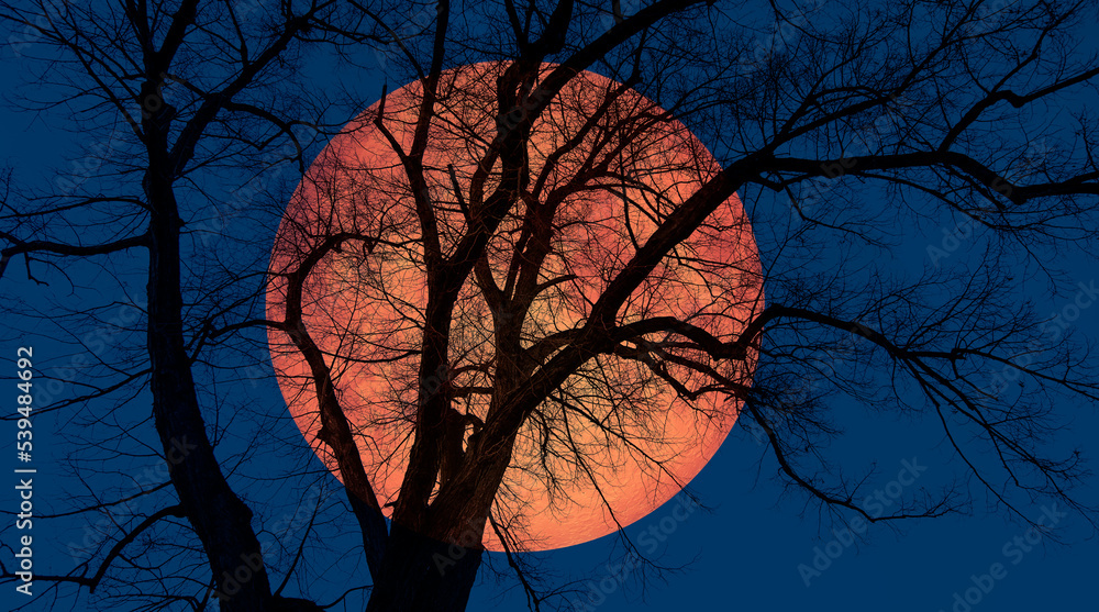 Poster silhouette of barren lone tree with lunar eclipse 