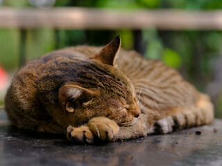a cute tabby cat sleeping
