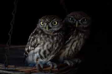 Two juvenile Little owl (Athene noctua). Dark background. 
 Noord Brabant in the Netherlands.                  
