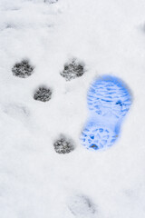 empreinte de chaussure bleue dans la neige à coté de trace de pattes d'animaux par une froide...