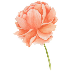 Watercolor illustration of coral peony.