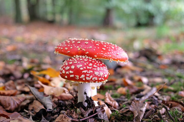 Fly agaric mushrooms in beech woodland, Surrey, UK.
