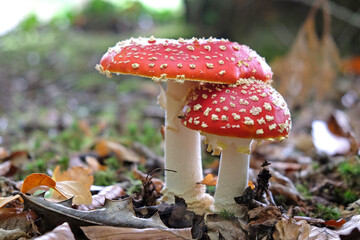 Fly agaric mushrooms in beech woodland, Surrey, UK.
