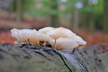 Porcelain Fungus in beech woodland, Surrey, UK