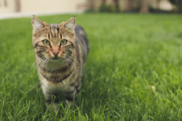 cat walking on the green lawn