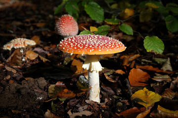 Fly agaric mushrooms in beech woodland, Surrey, UK.