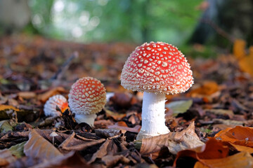 Fly agaric mushrooms in beech woodland, Surrey, UK.