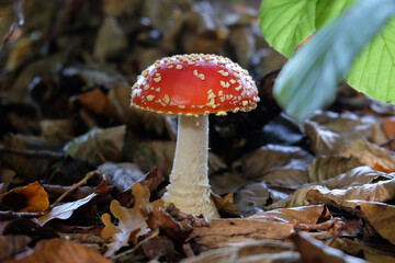 Fly agaric mushrooms in beech woodland, Surrey, UK.