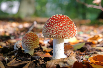 Fly agaric mushrooms in beech woodland, Surrey, UK.