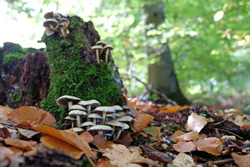 Fototapeta na wymiar Sulphur Tuft mushrooms in beech woodland, Surrey, UK