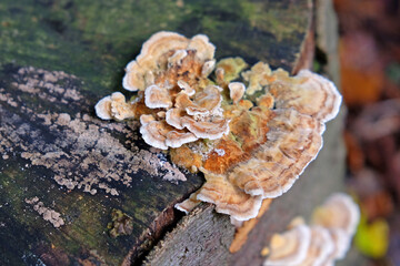 Turkey tail fungus in beech woodland, Surrey, UK