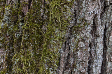 Texture of old tree bark covered with green moss. Close up. Copy space