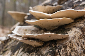 Large parasitic mushroom that grows on tree trunks. Tinder fungus, hoof fungus, tinder conk, tinder polypore or ice man fungus - obrazy, fototapety, plakaty