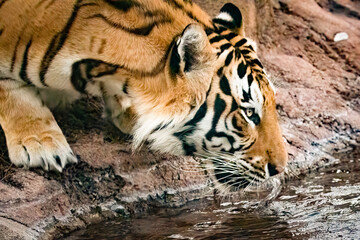 Majestic Male Tiger chillin in his habitat